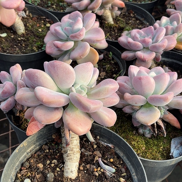 奥普老桩拍一发三多肉