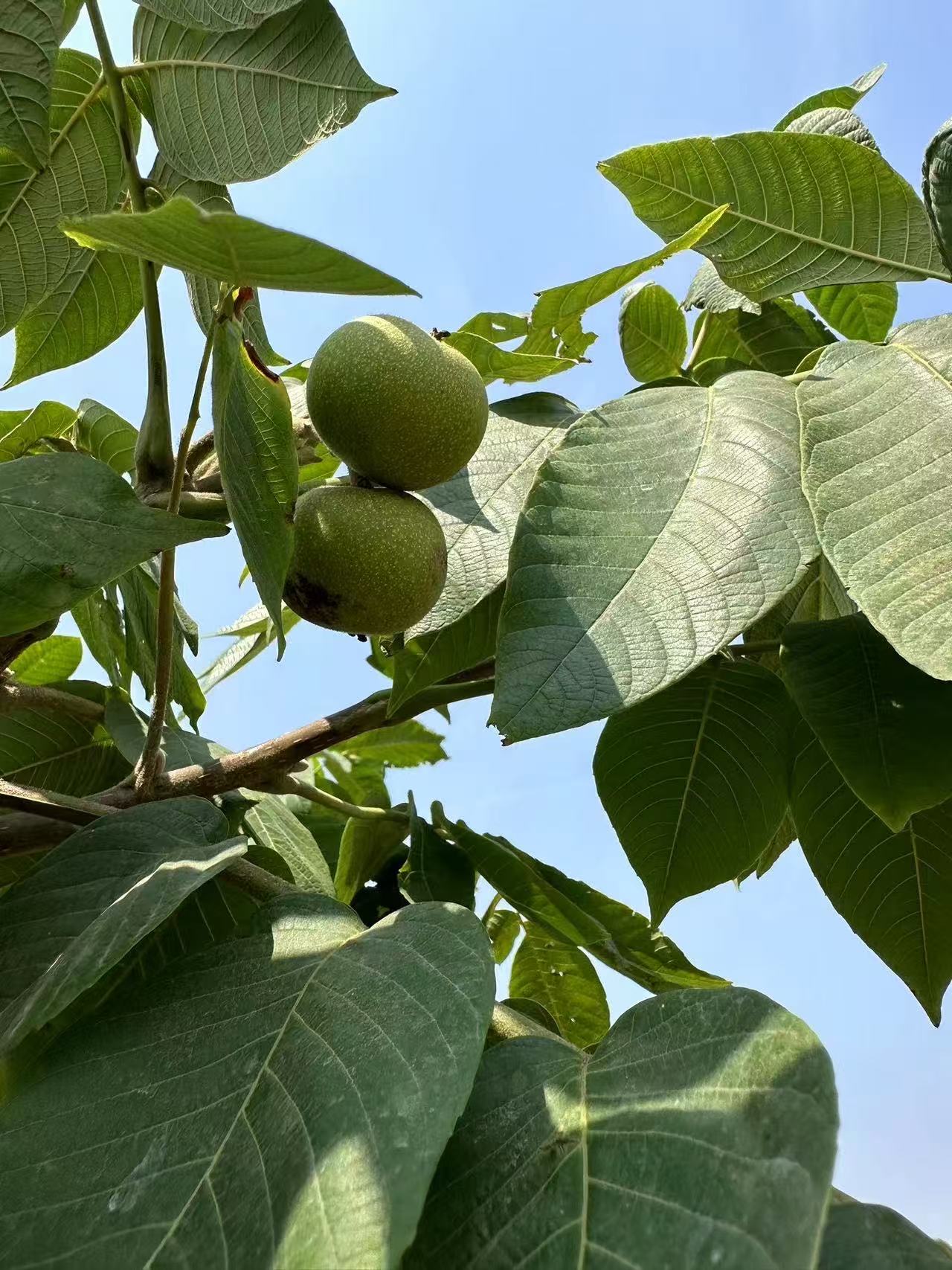 青果现场开果专拍链接（看好下单）不退不换