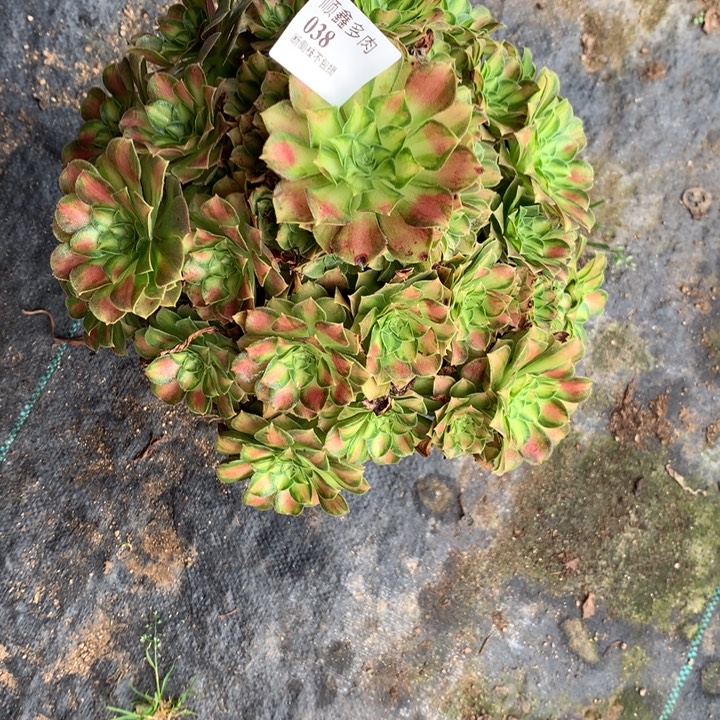 038韶华多肉植物特价