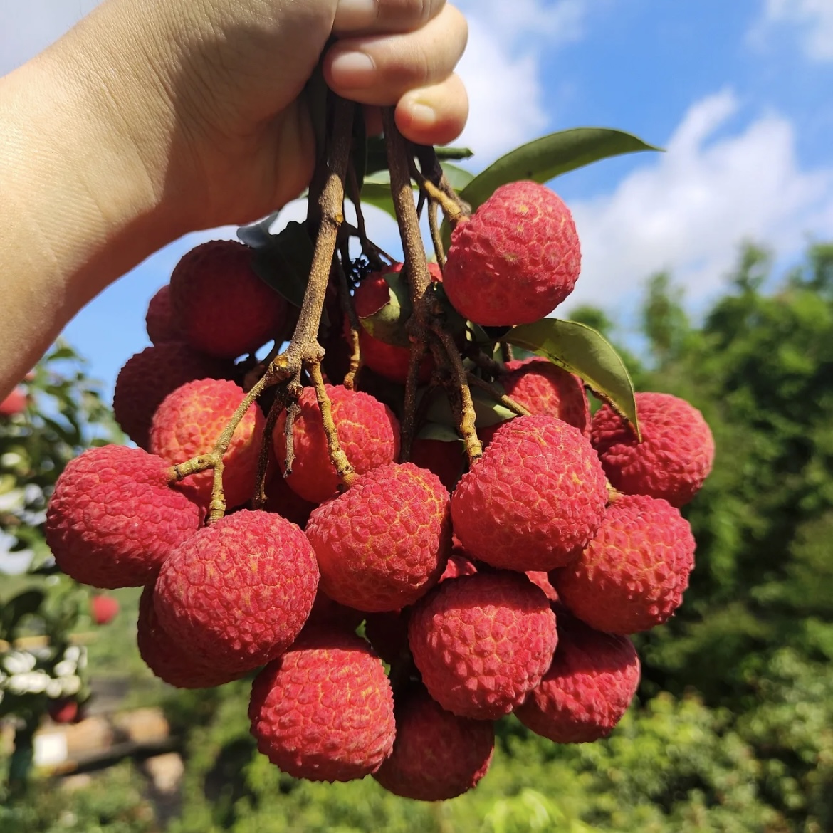 正宗合江晚熟荔枝老树荔枝老树冰荔新鲜采摘现摘现发航空冷链发货