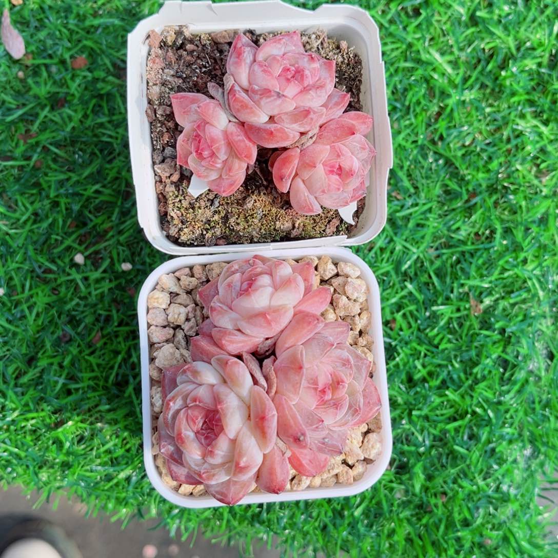 萍*风靡园艺老桩冰魄群