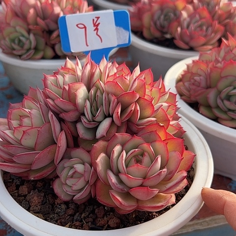 阳***态9牡丹亭带盆一个多肉