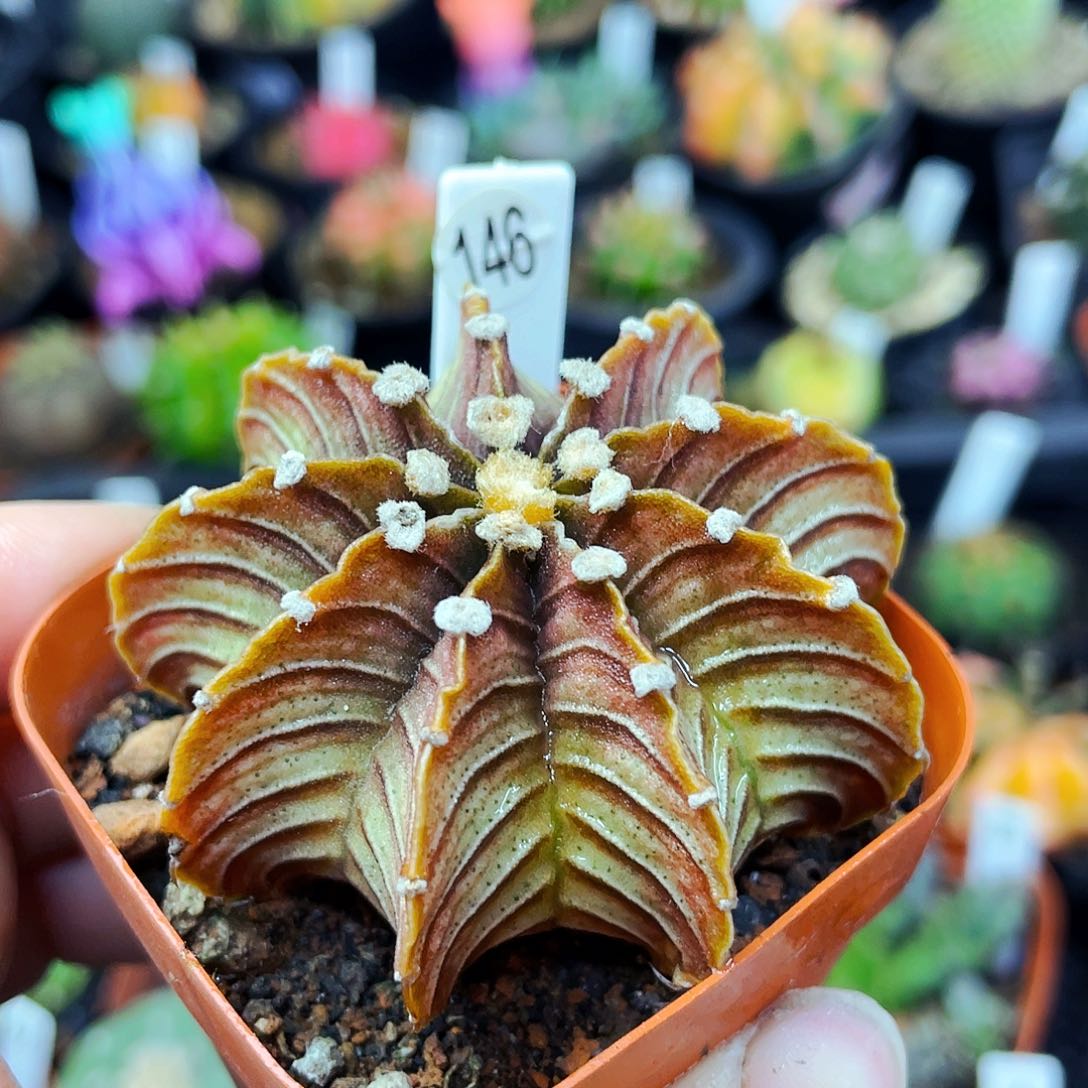 非偏远地区满25包邮仙人球