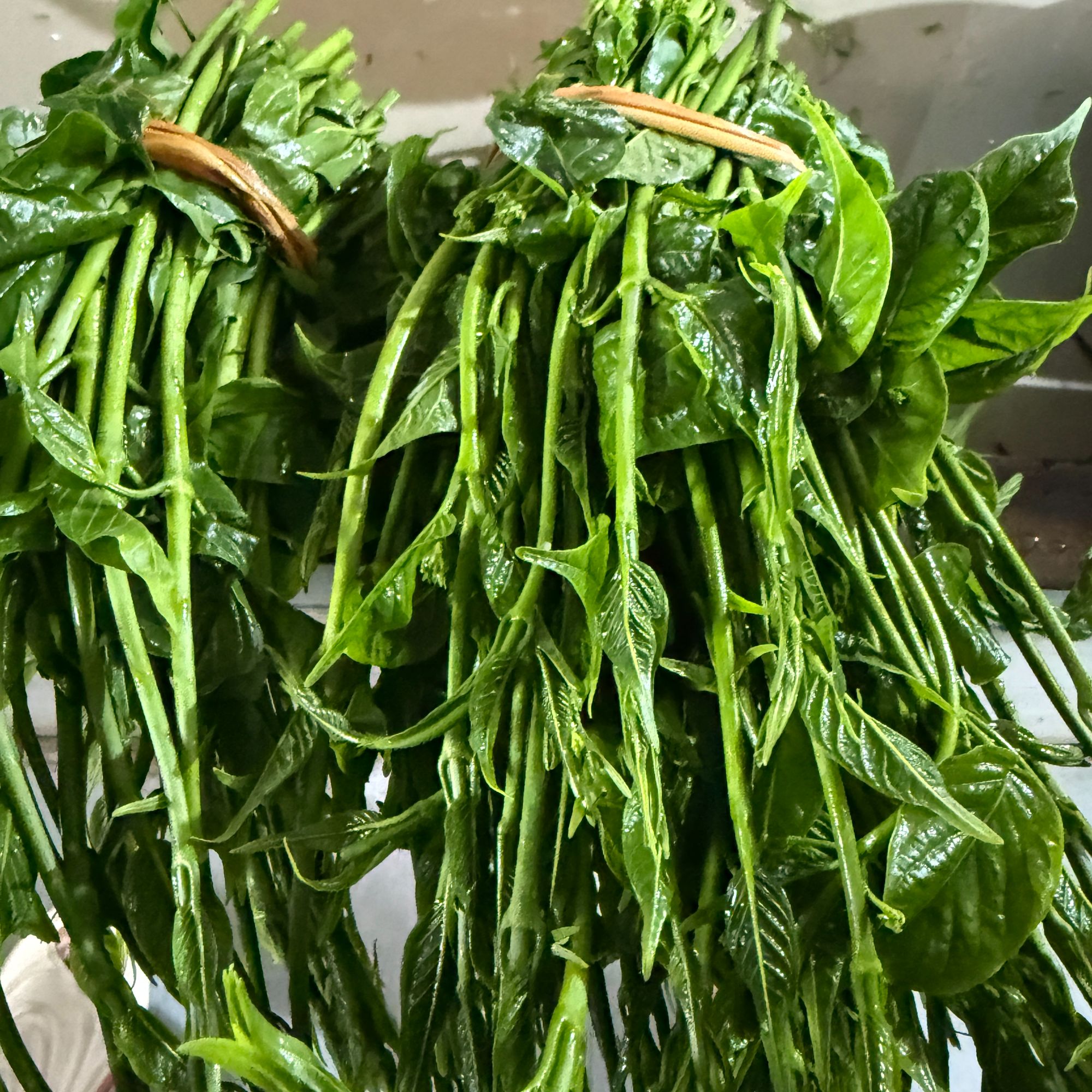 云南德宏芒市野生藤藤菜