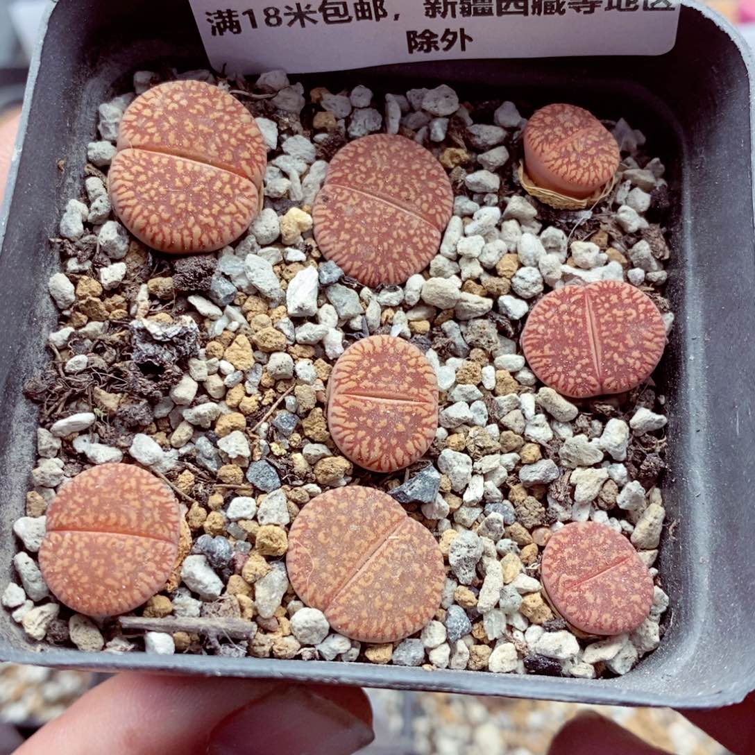 我的小姐姐们都是492