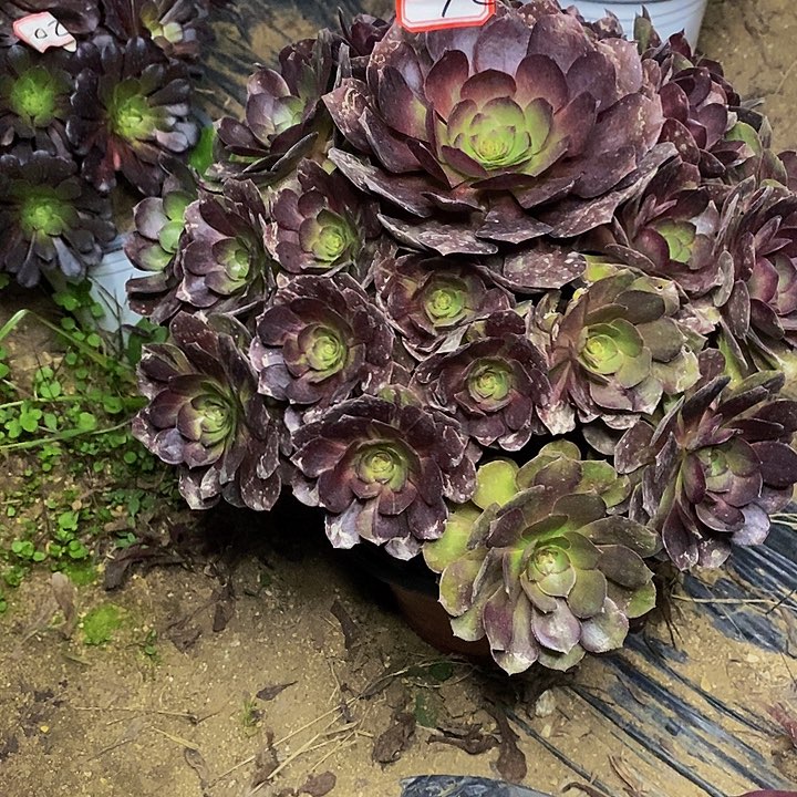 用***7黑牡丹老桩捧花72号