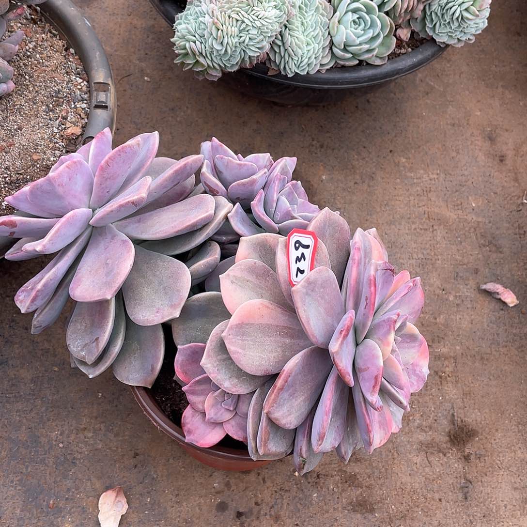 739紫乐锦一物一拍多肉