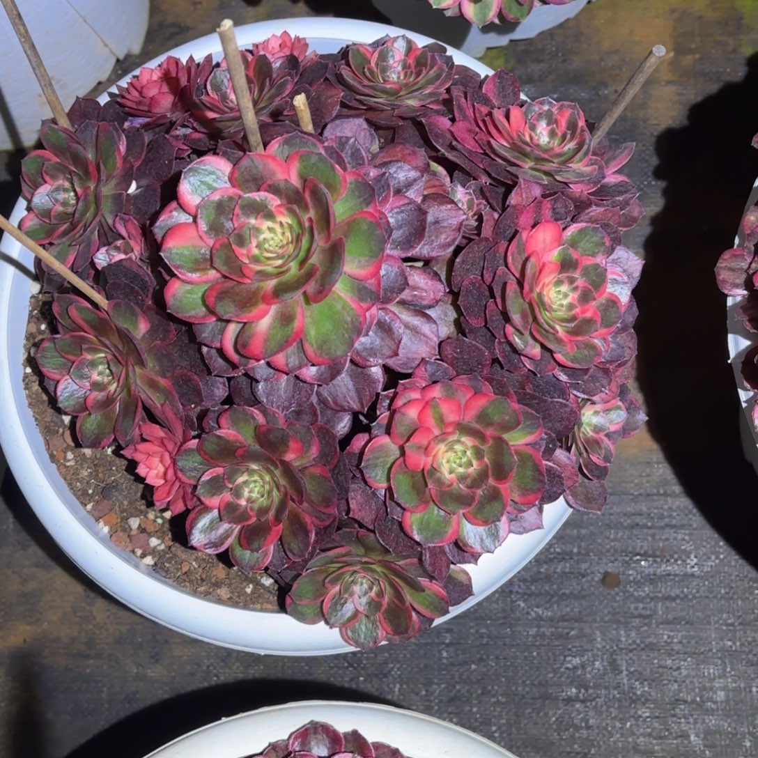 云南多肉植物黑魔锦