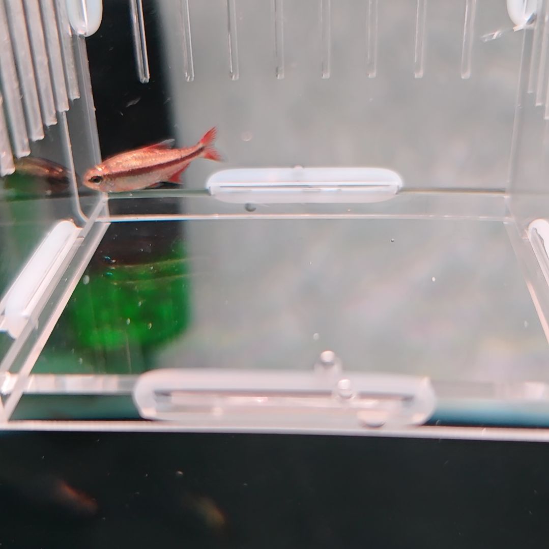 灯科鱼爆色白金血魔