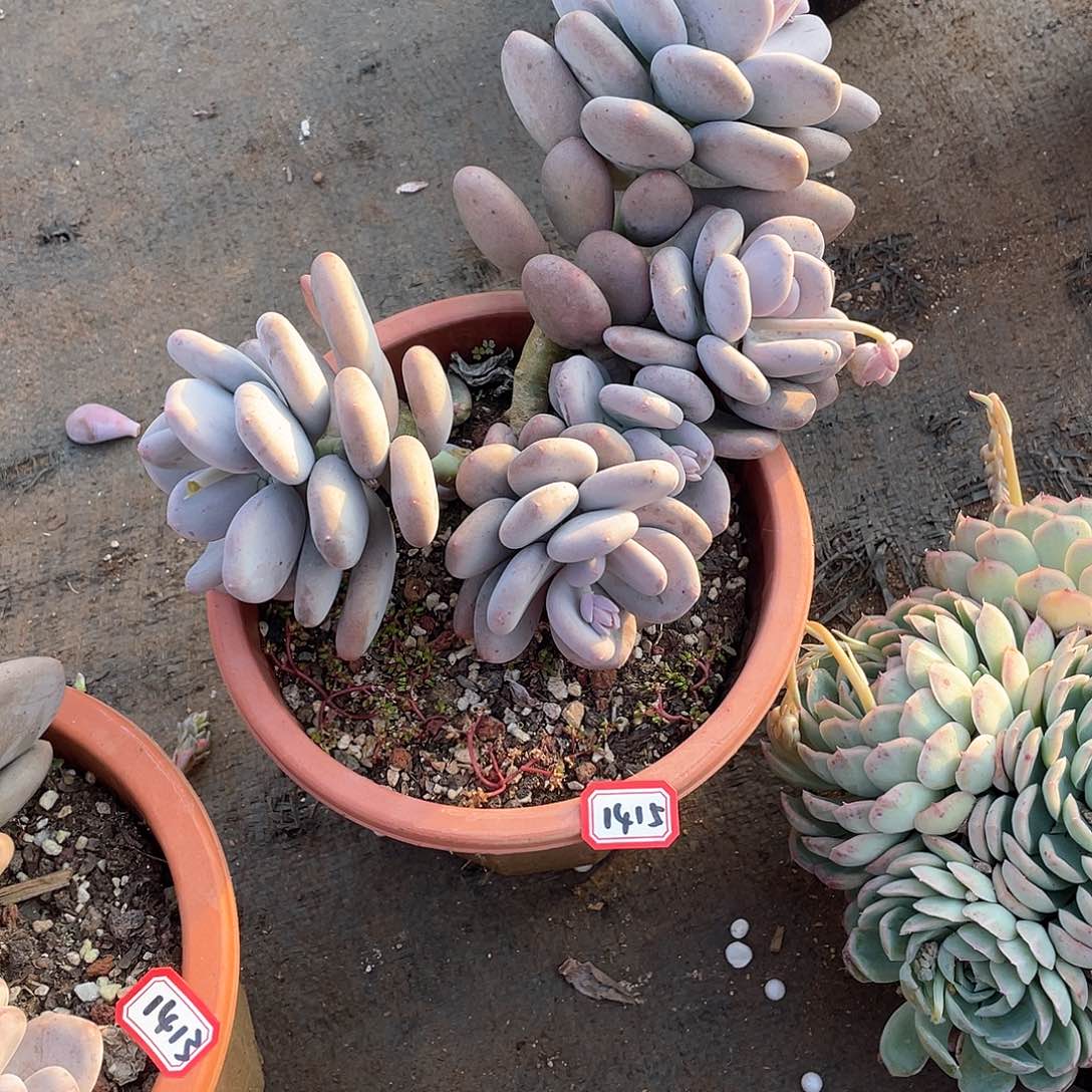 1415大叶奶 一物一拍多肉