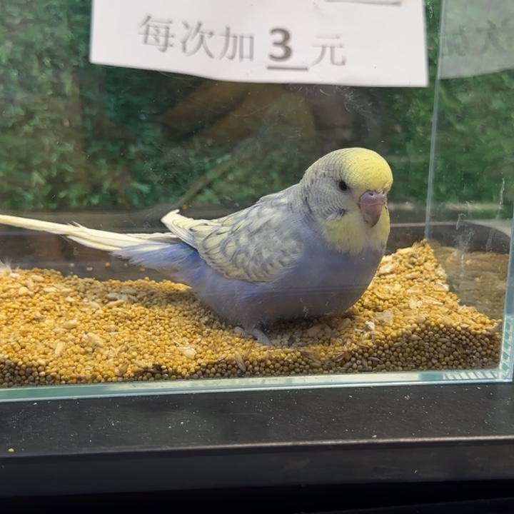 虎皮鹦鹉大头虎皮鹦鹉