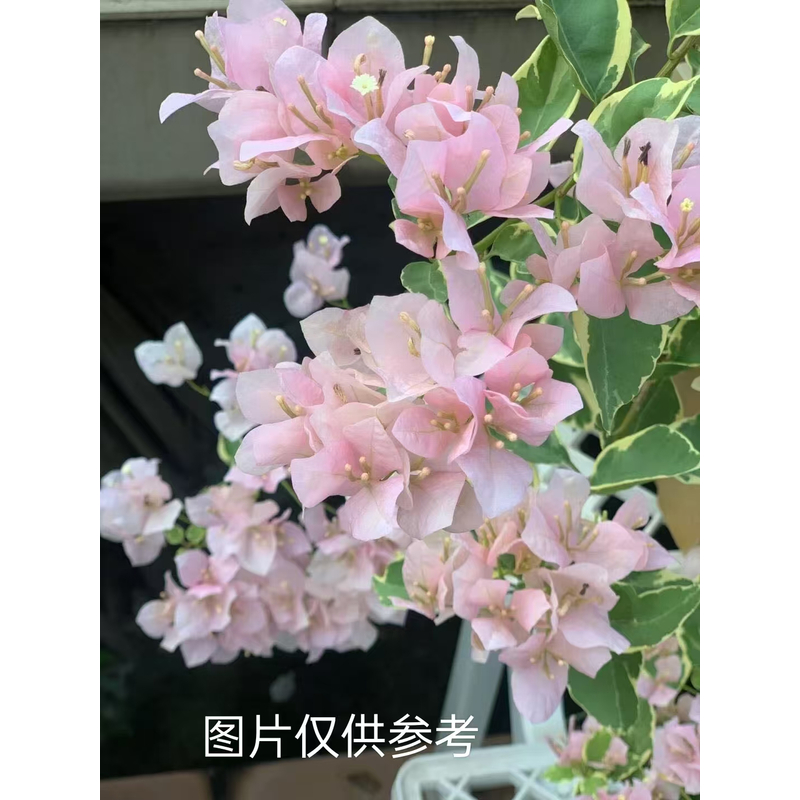 【小斑叶丽人】【包售后一个月】【包对版】三角梅四季开花好养护