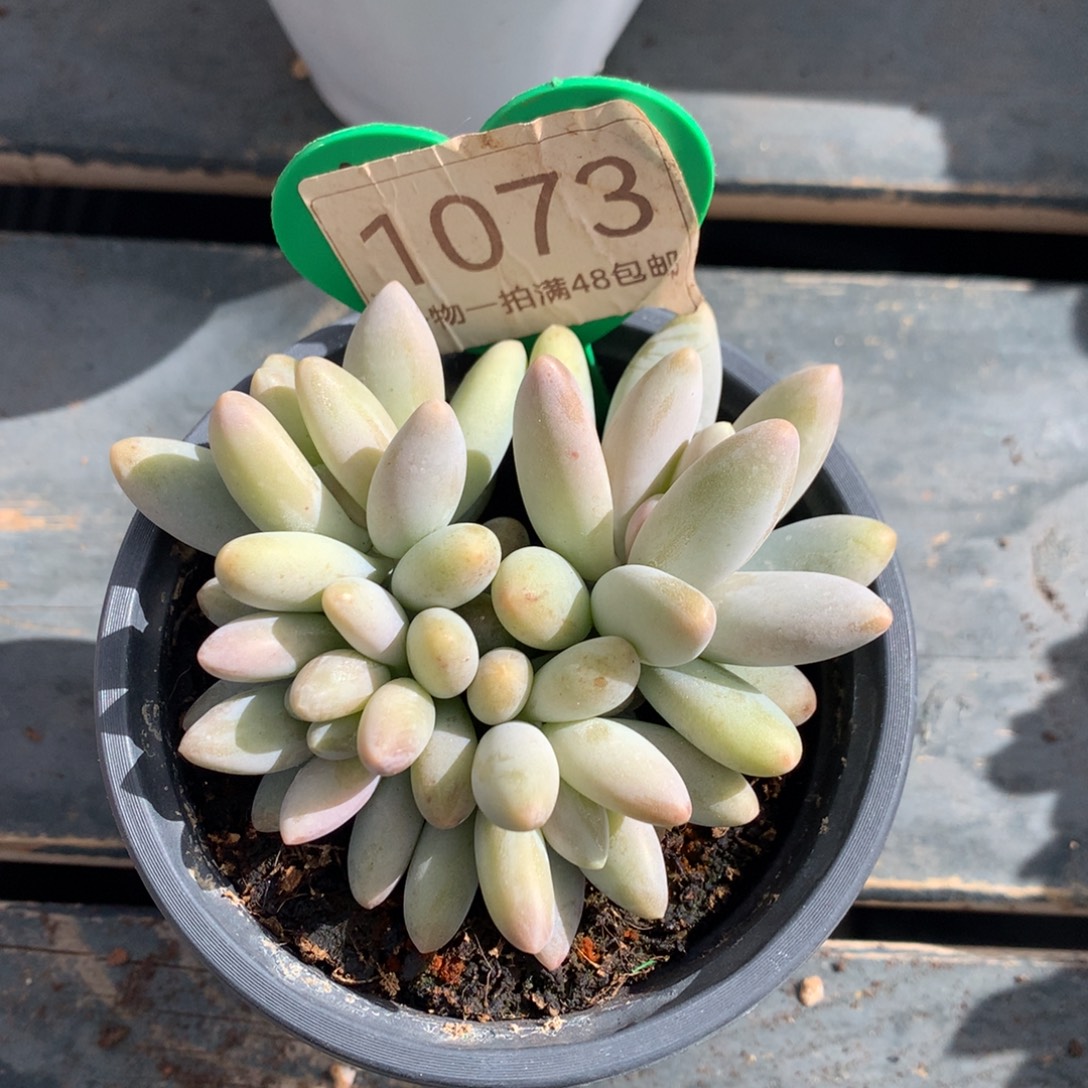 五****白兰地无砍开播福利1073