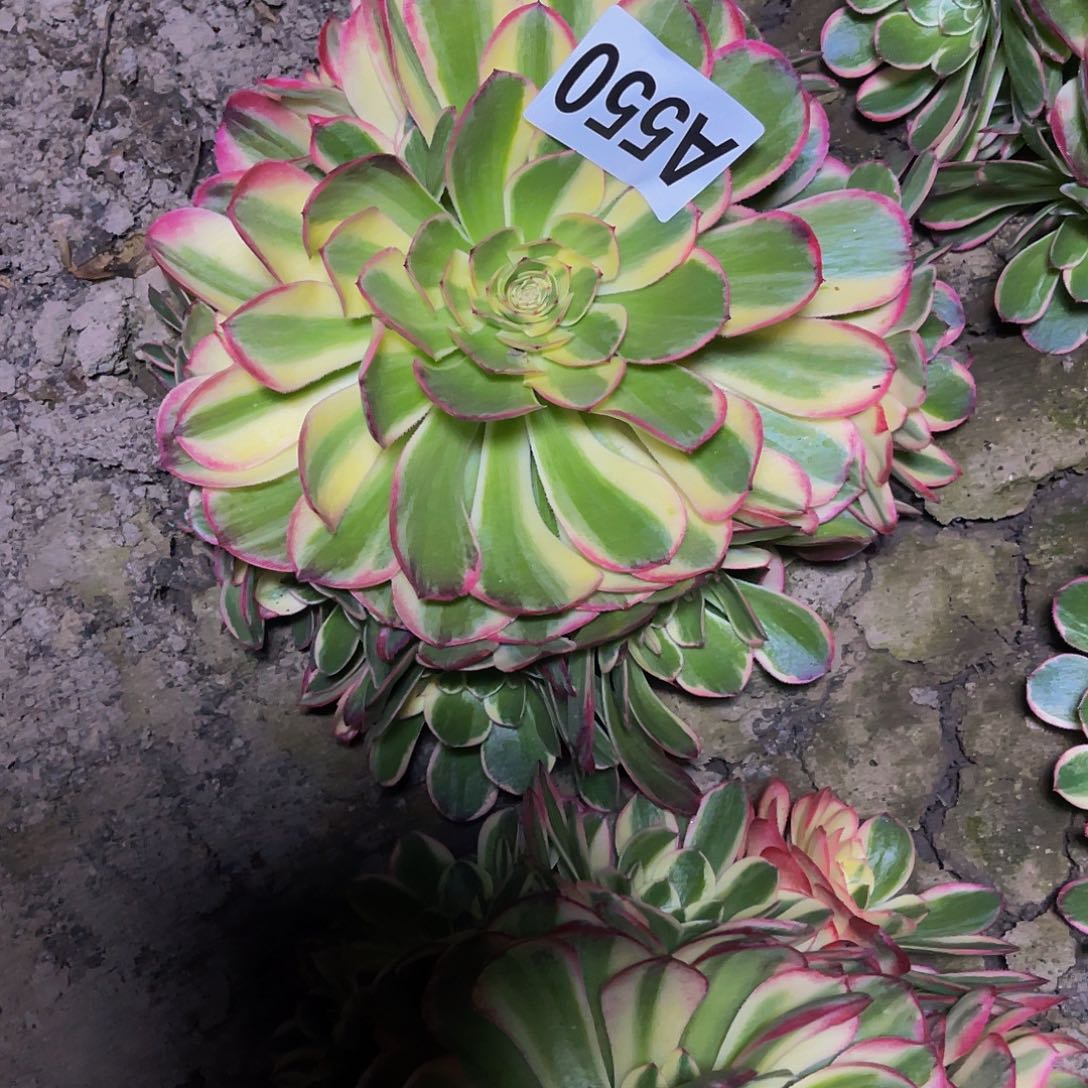 海燕法师26-/35包邮