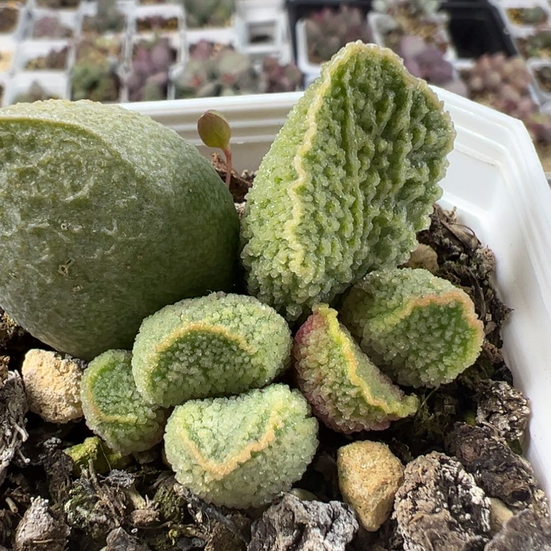 实生底叶苗纹路款多肉植物水泡