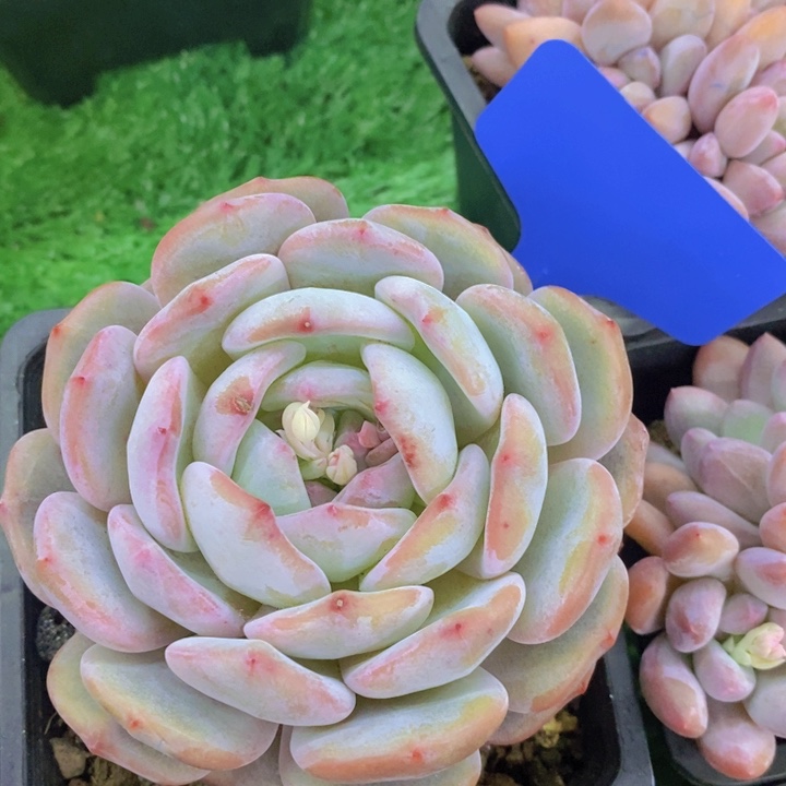 多肉植物，开心多肉