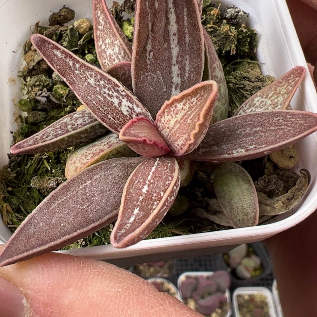 全红斑红太平水泡多肉植物