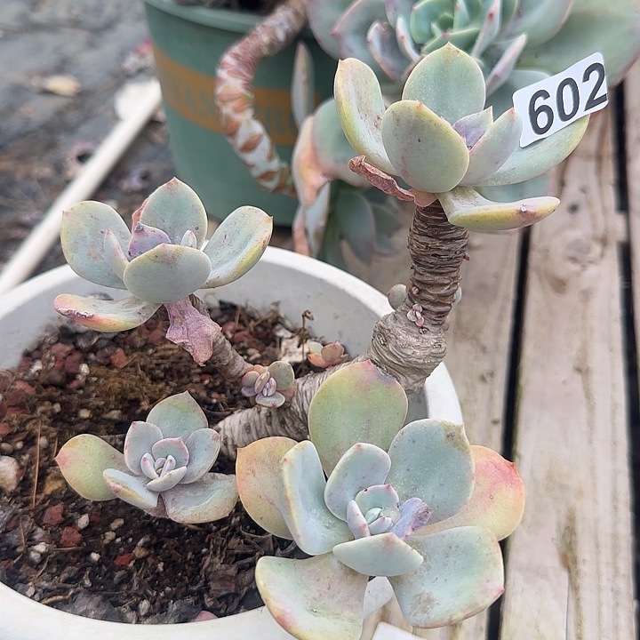 s****?602不售后白凤脱土发货不退不换