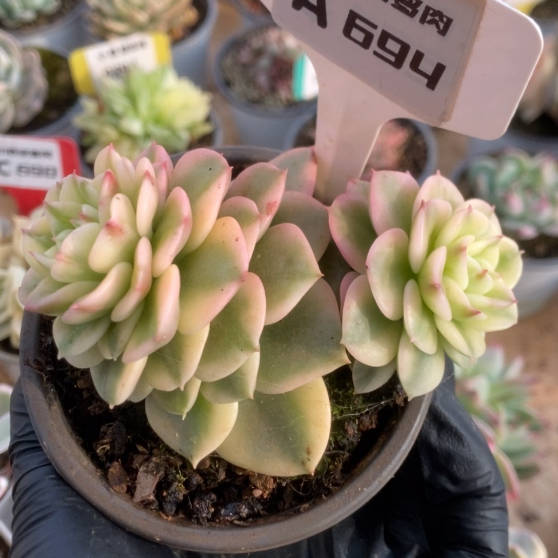 694蜡牡丹锦锦锦锦