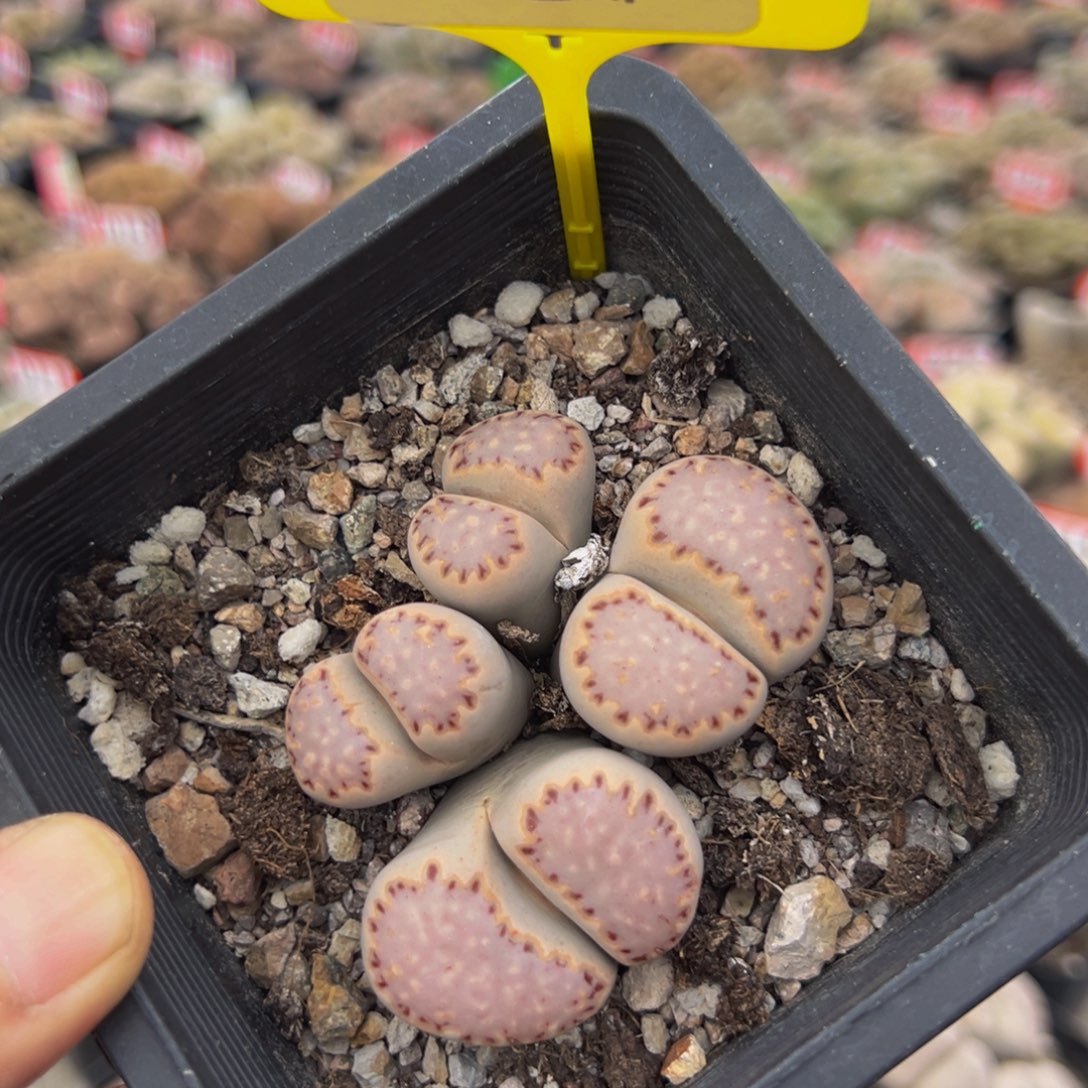 108 生石花大群生大群生