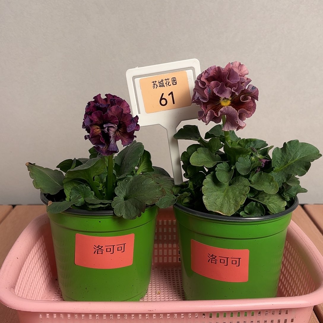 大部分开放少量花苞61