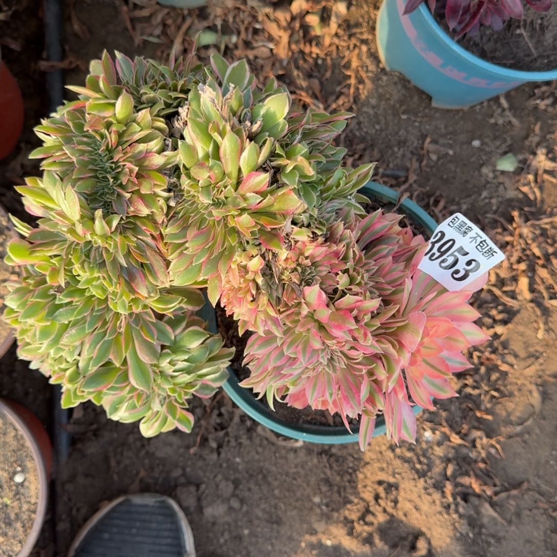 法师女神缀化3953 19-9