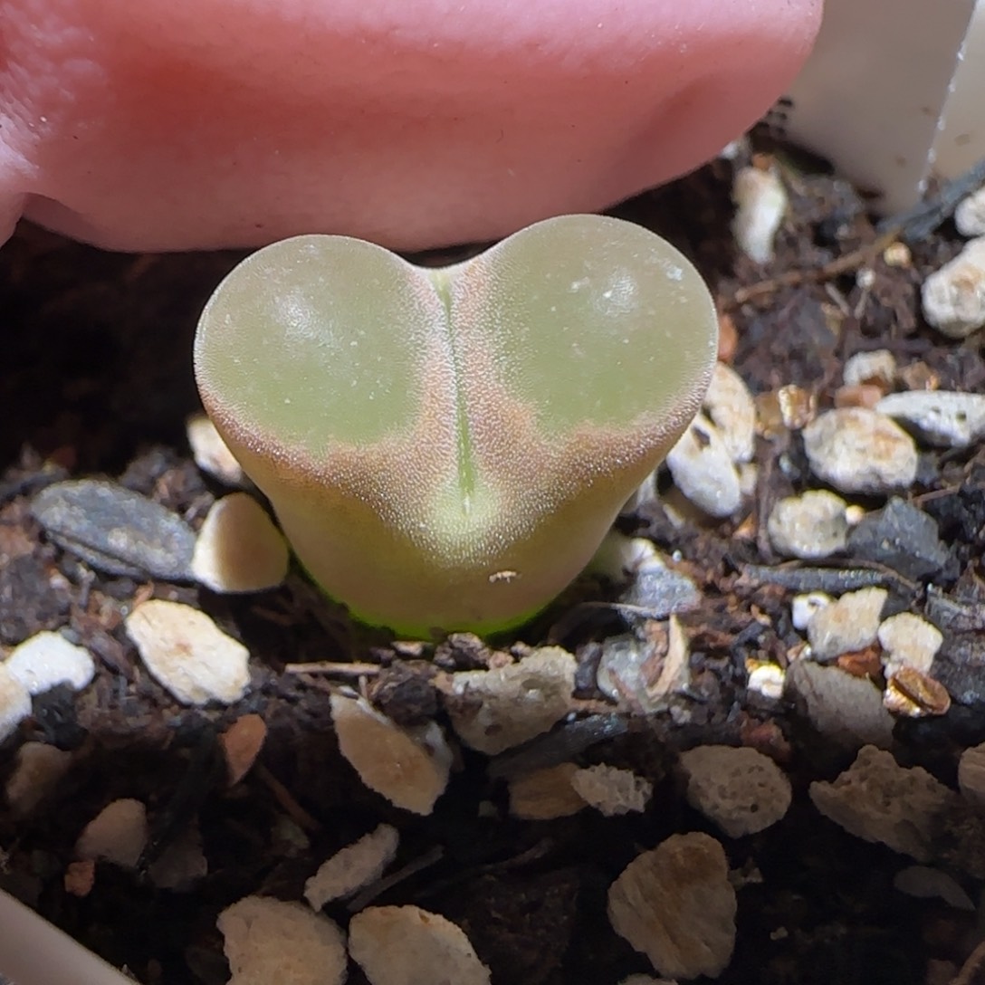 肉锥多肉植物百科-磁铁1159