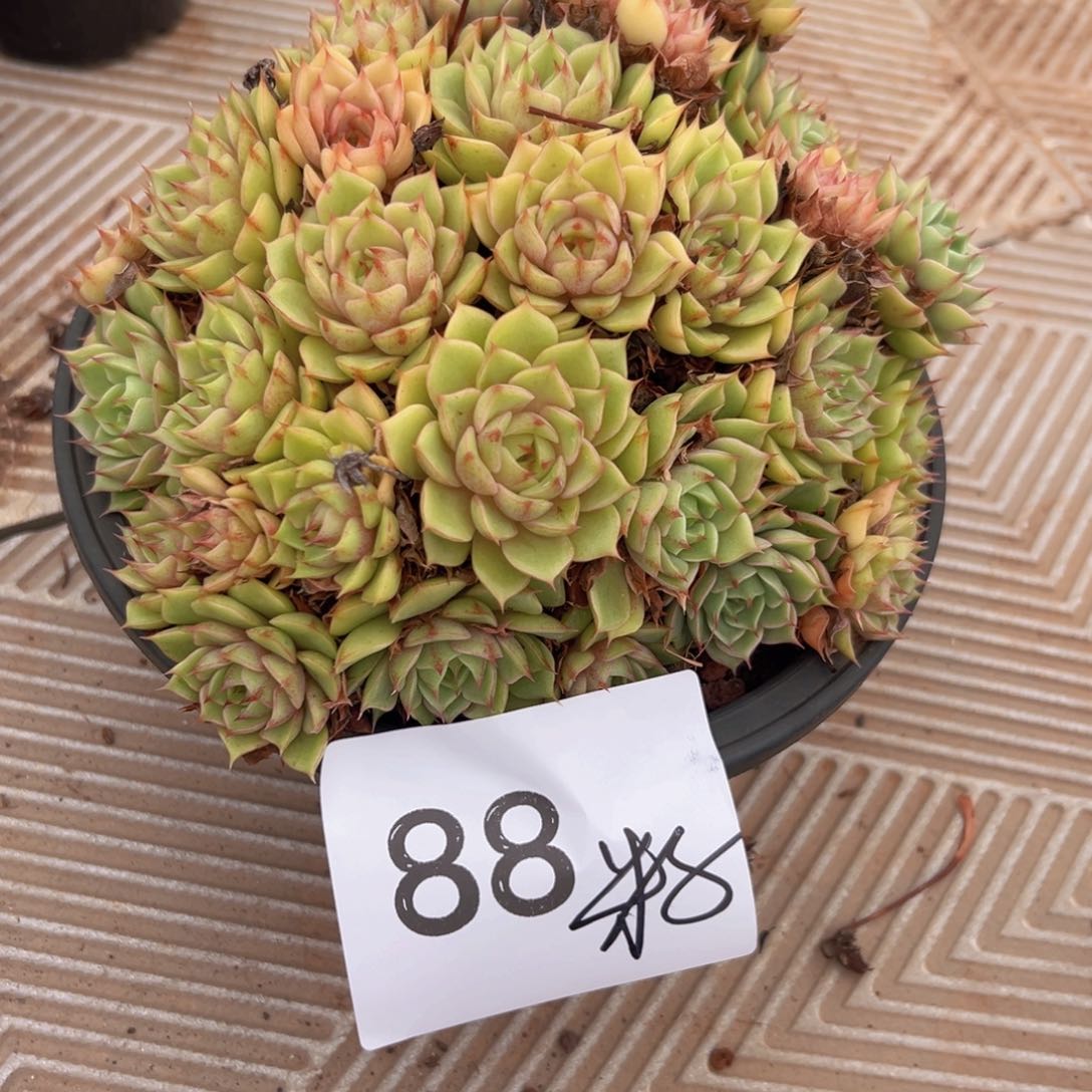 白**儿88/？小哥哥喜欢小昏昏沉沉
