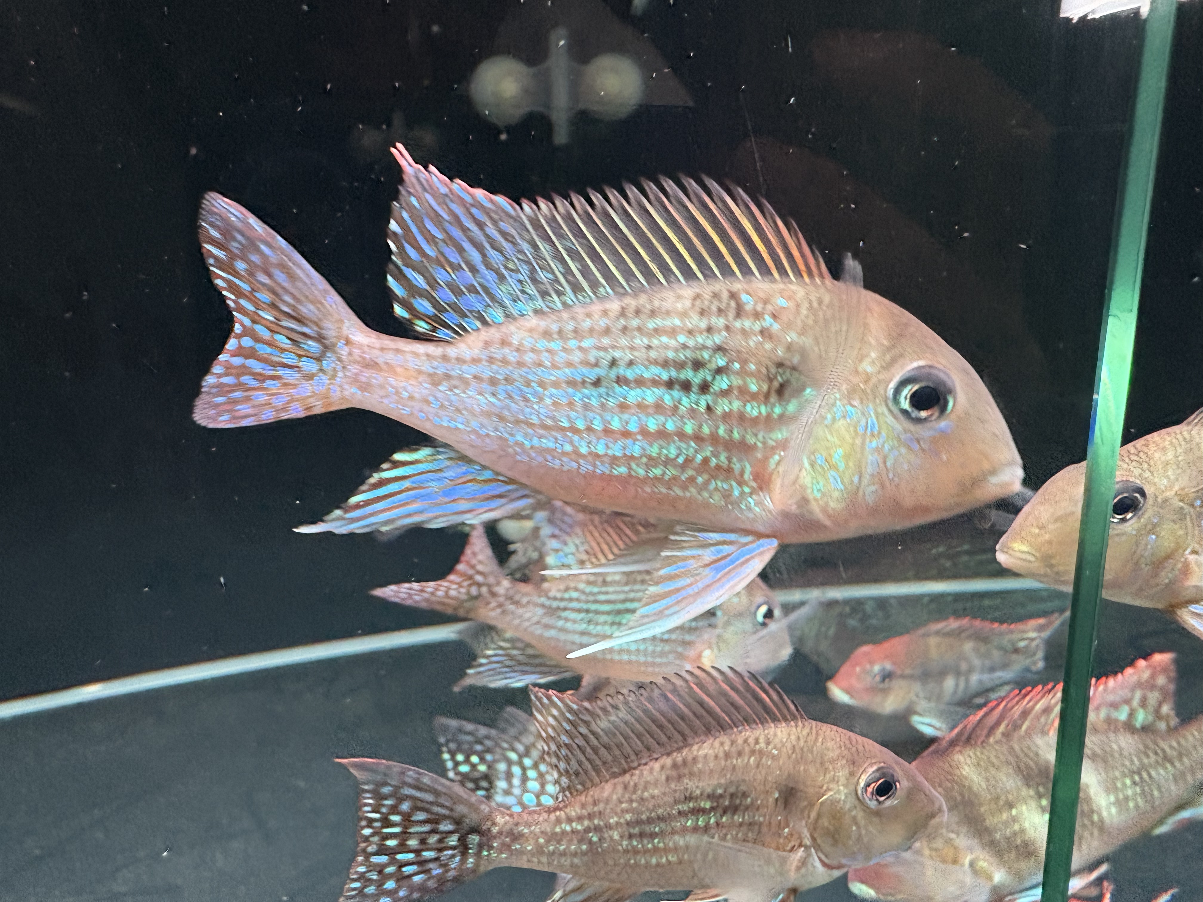 荧光绿野生食土鲷