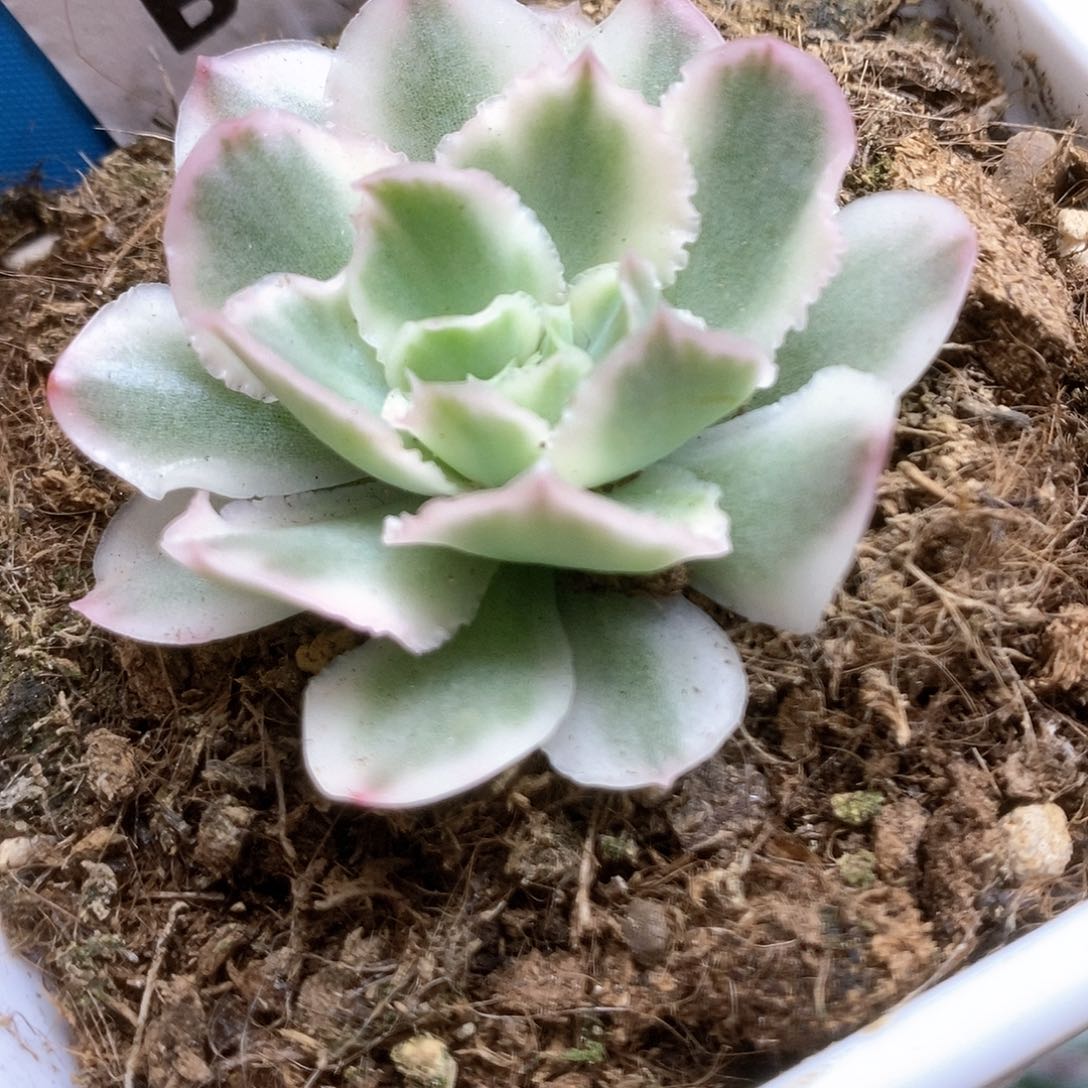 B257紫蝴蝶锦锦锦锦锦