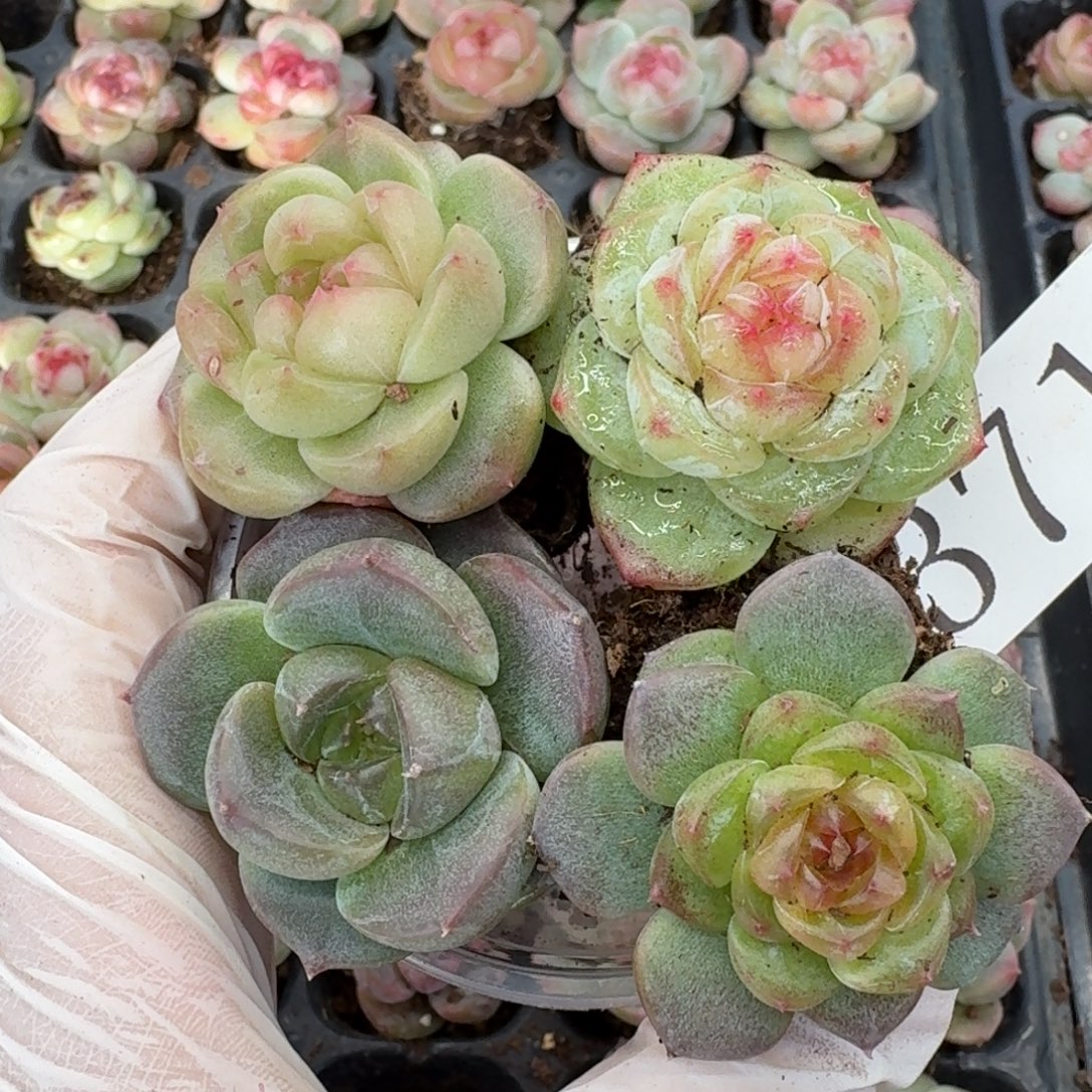 一***羊多肉植物多肉植物371