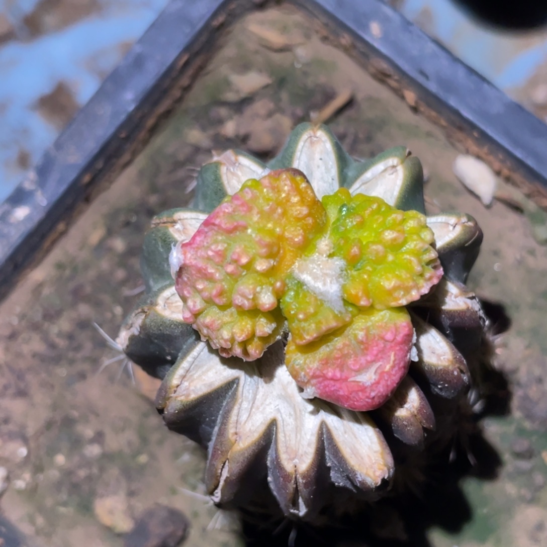 无花朵宽犹大型牡丹锦