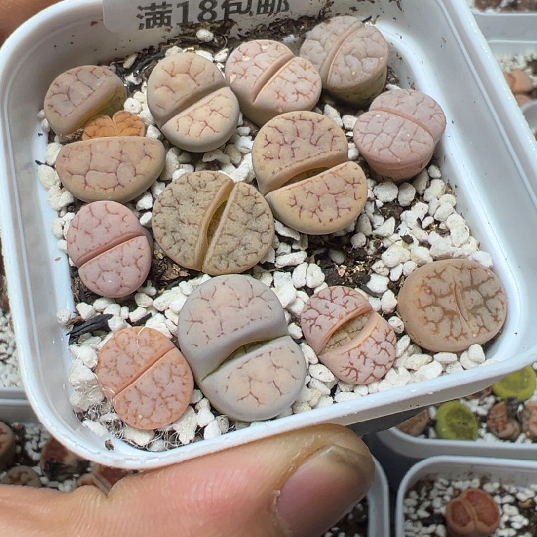 【闪购商品】 385。     