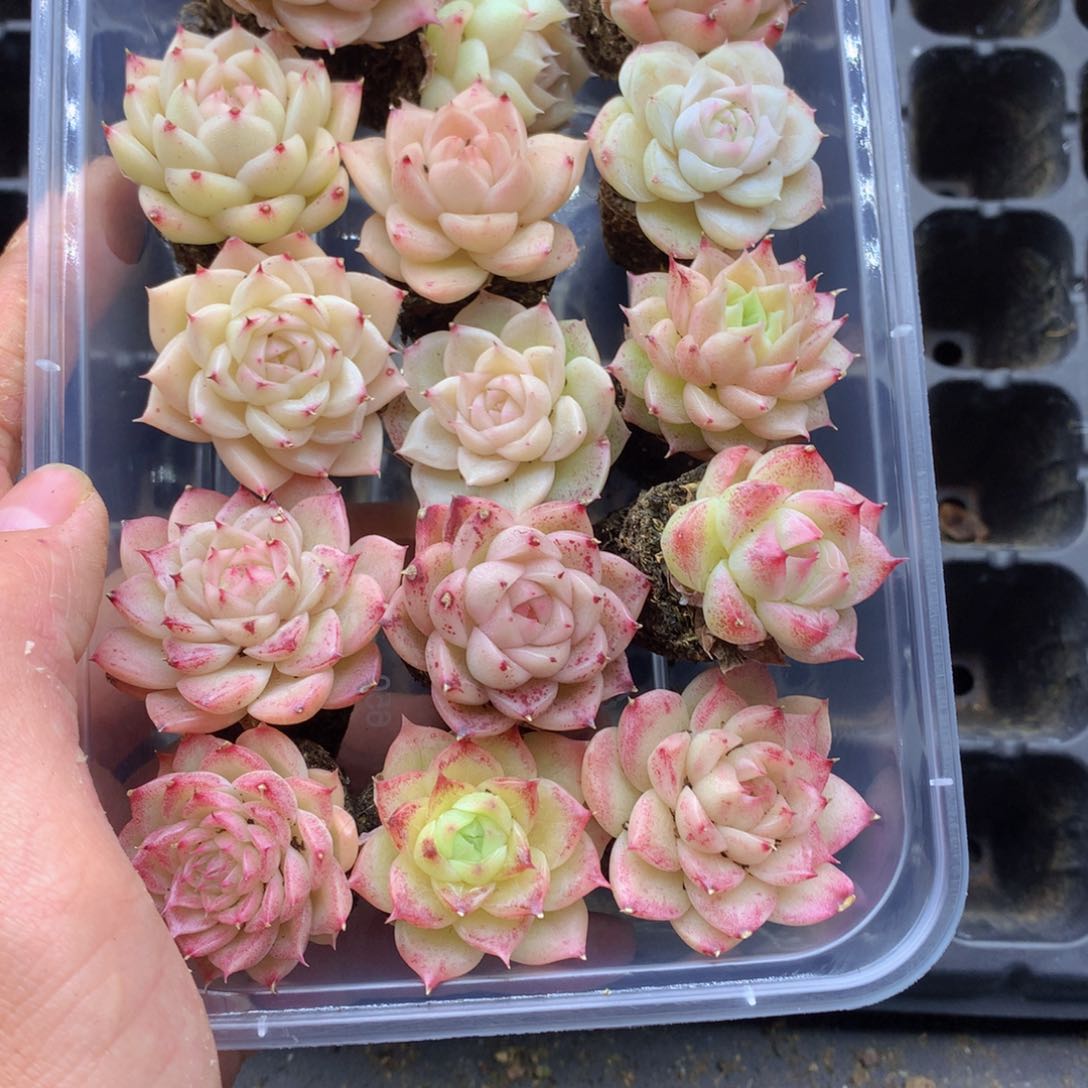 反反复复还是很开心058