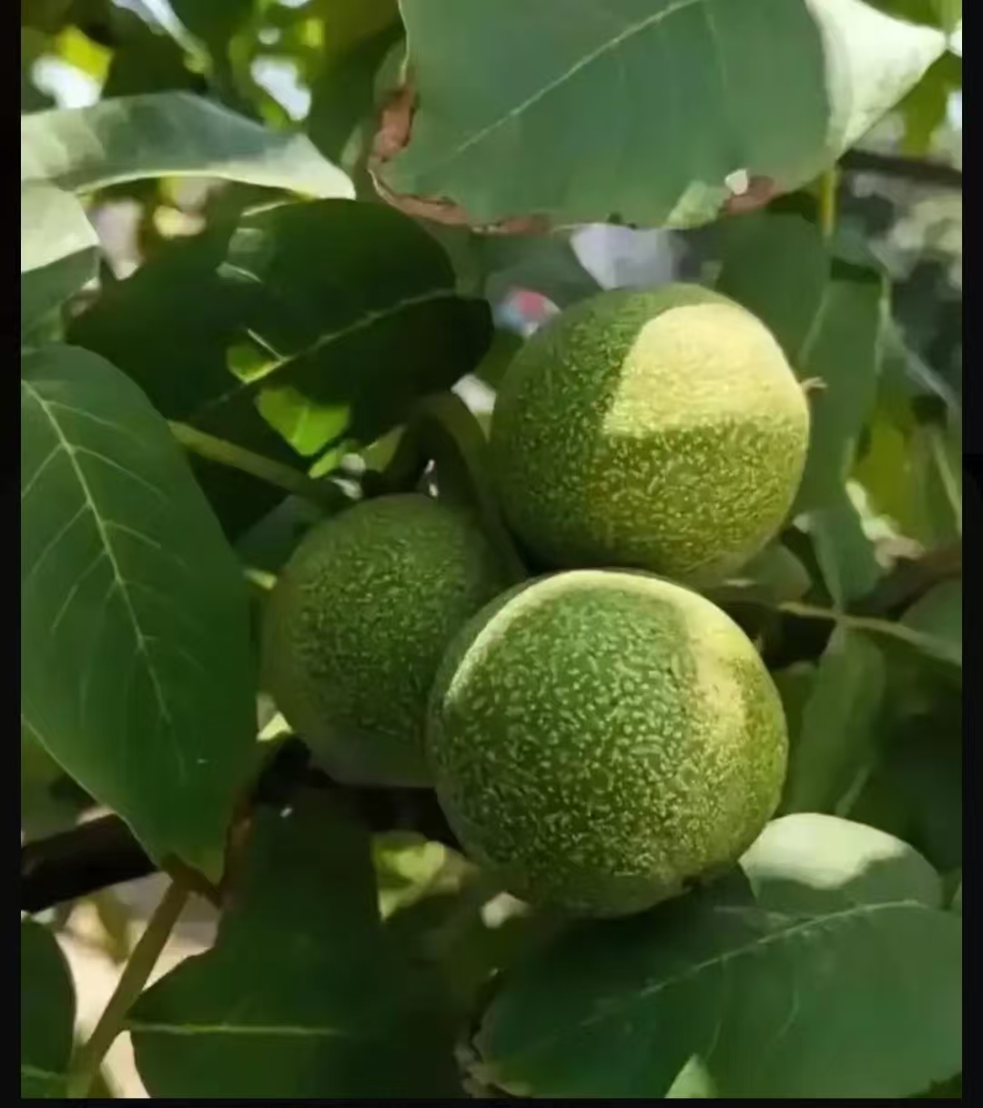 文玩青皮核桃大果特别哇塞