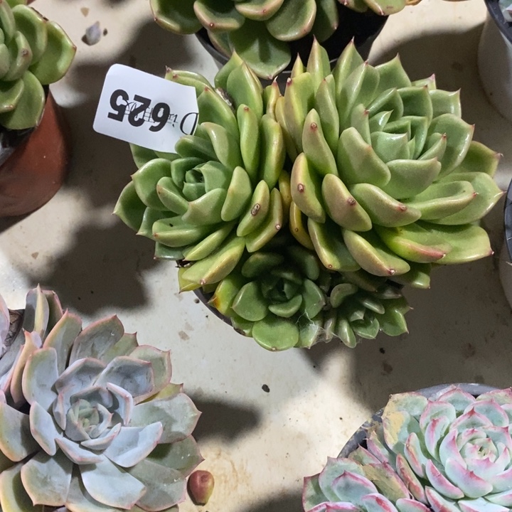 x***n625白玫瑰多肉植物多肉