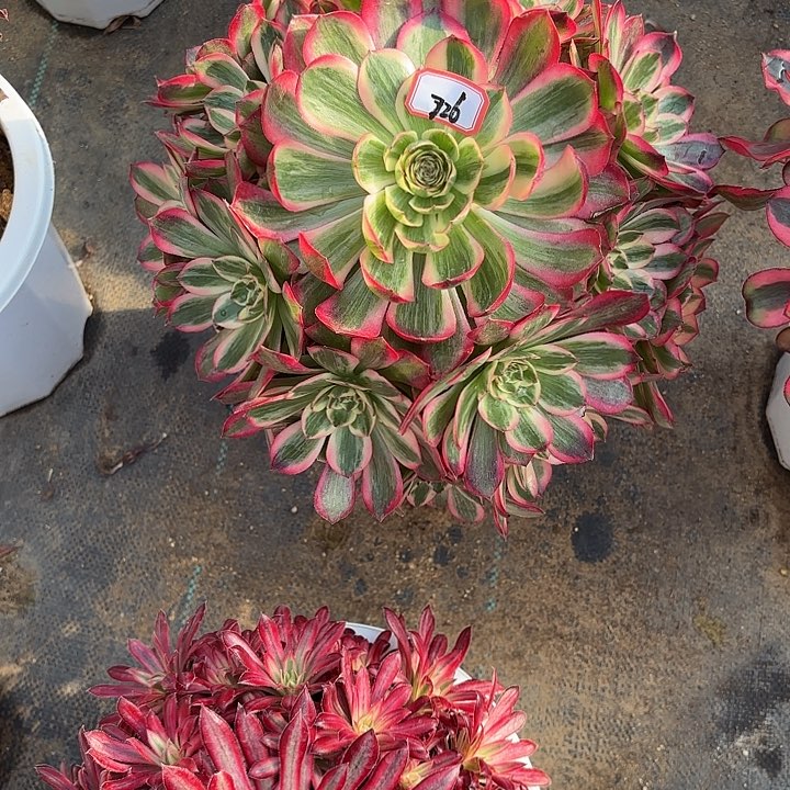 全部花朵东****馆726云何多肉植物