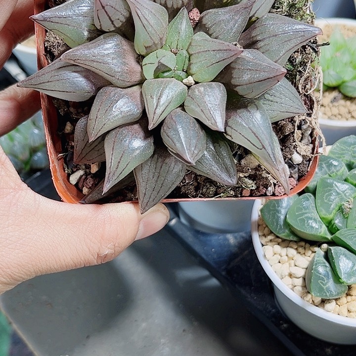 母本西瓜寿新手好养