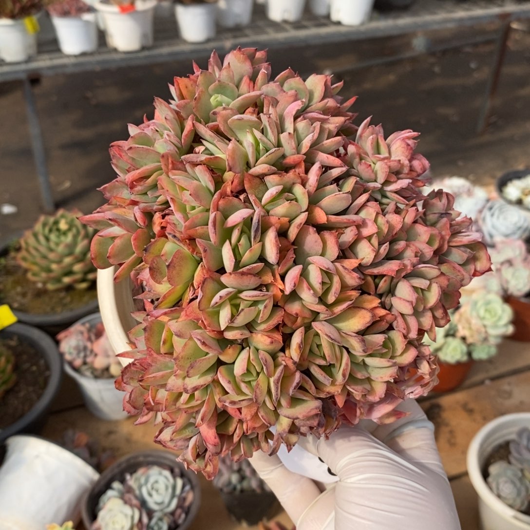 568不知名缀化一物一拍