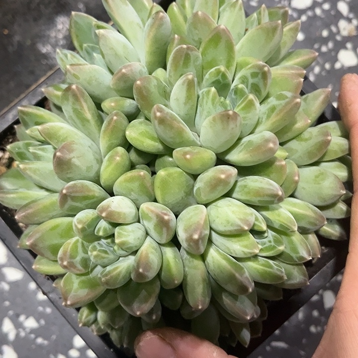 九头雨花石 尺寸14