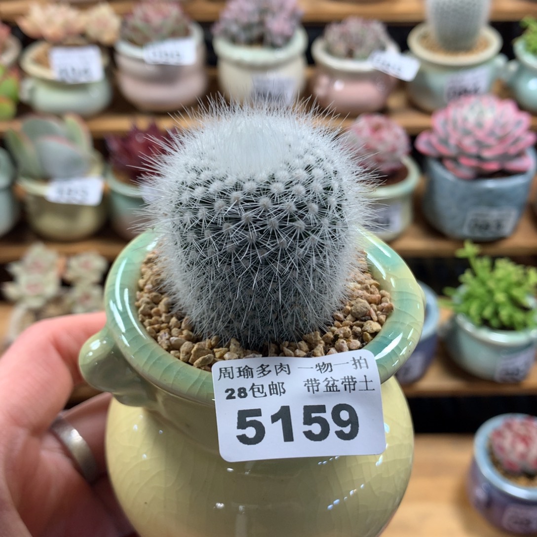 精控多肉植物5159