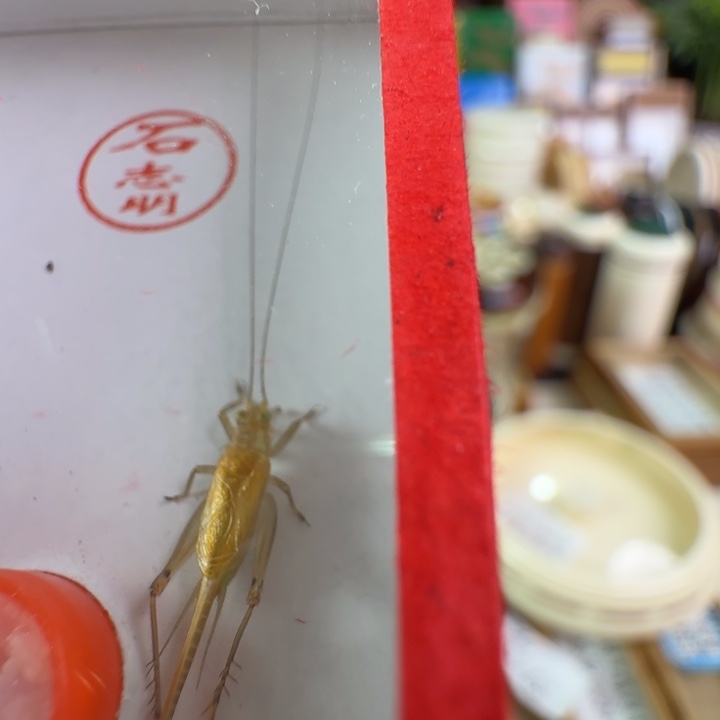 漂亮大黄龄一只合适