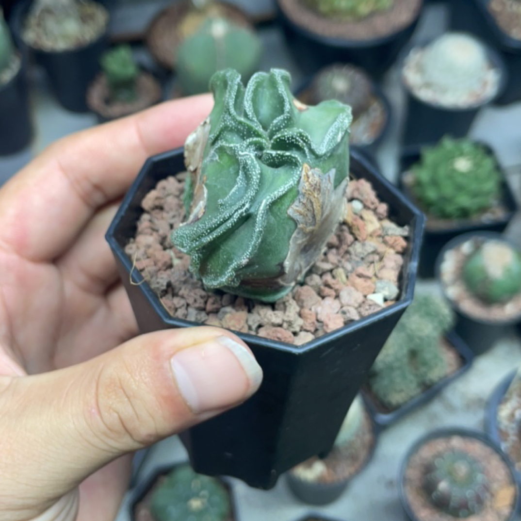扁核桃鸾凤玉一图一物