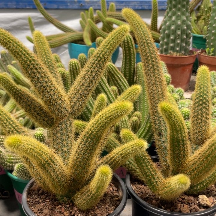 群生多头红蜻蜓金妞新品