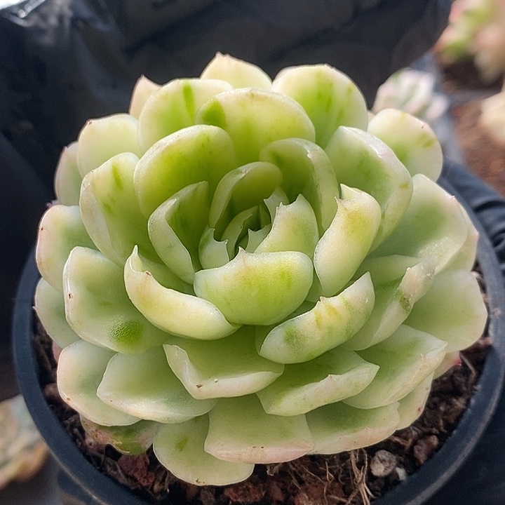 大单头贝瑞锦多肉植物