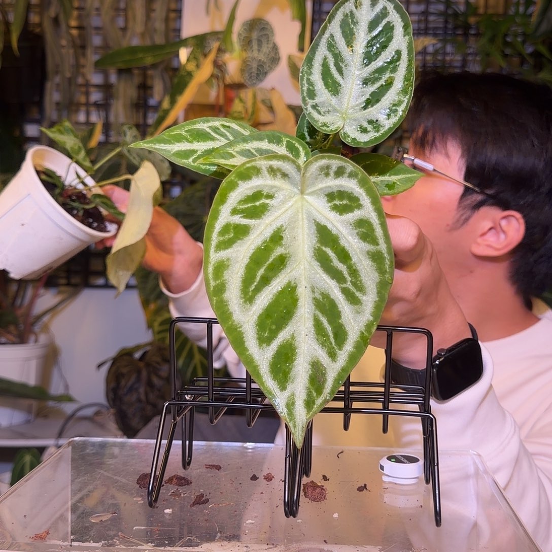 完全开放F736SKG银杂铜锣烧