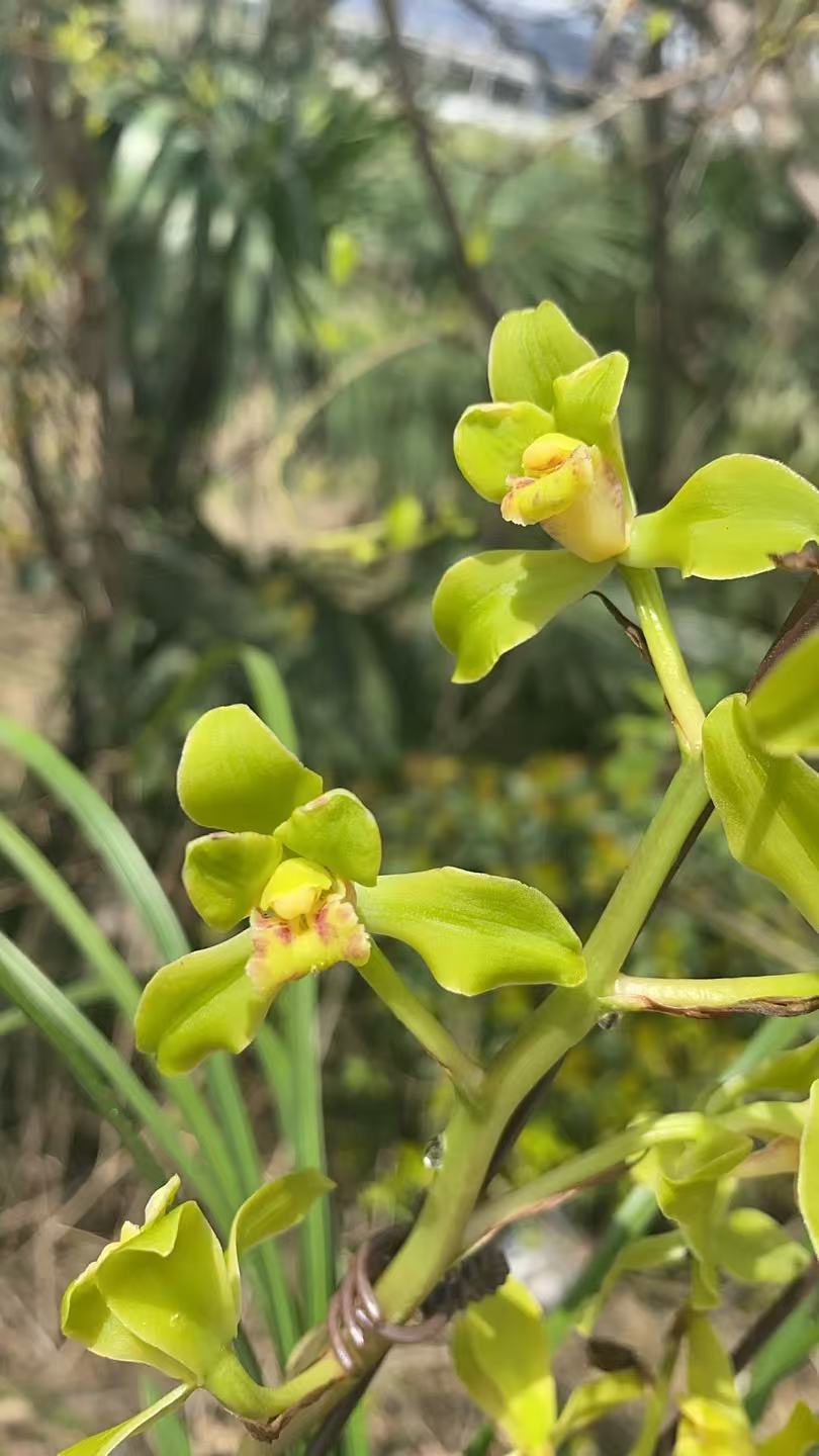 浓香型带花苞惠兰花卉盆栽