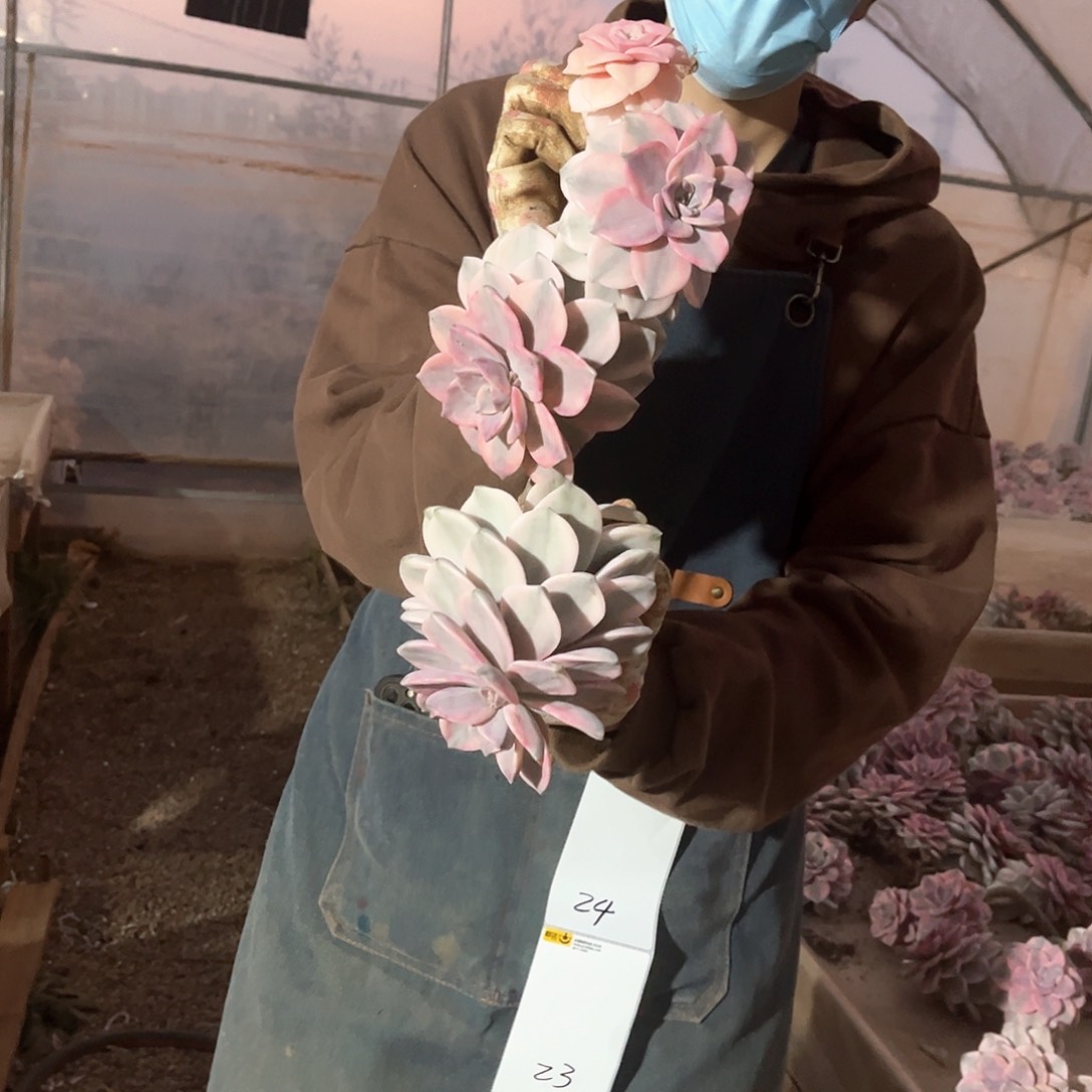 小*多肉植物紫乐景23叉劈不售后