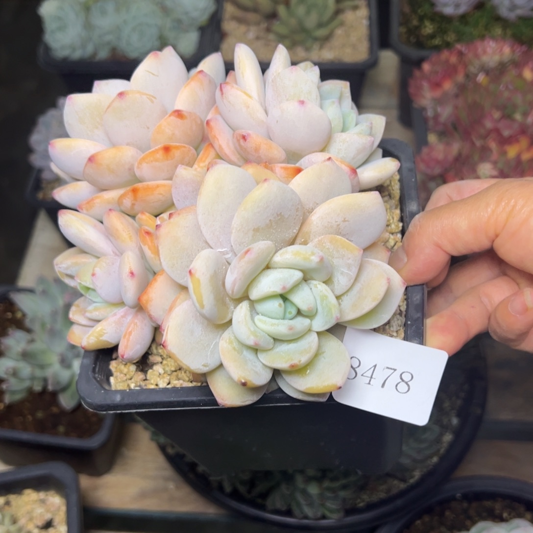 x****嘻8478多肉多多多多