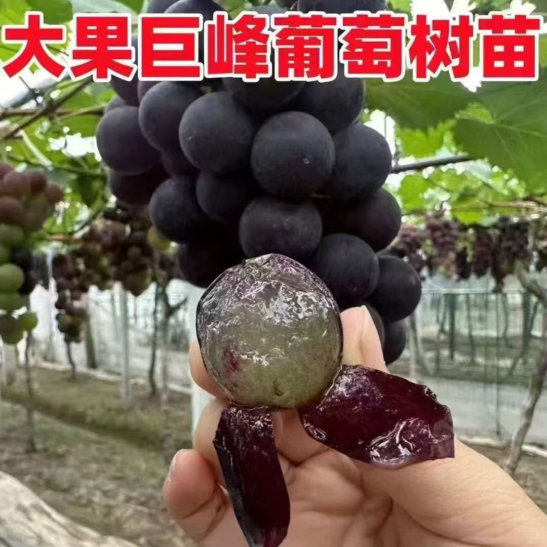 巨峰葡萄树苗盆栽地栽南北方种植果树